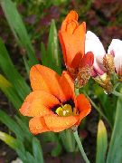 オレンジ Sparaxis、ハーレクイン花 庭の花 フォト