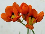 crvena Sparaxis, Harlekin Cvijet  foto