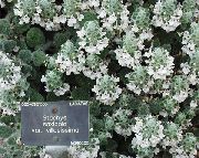 白 大Betony 园林花卉 照片