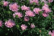 粉红色 矢车菊翠菊，斯托克斯紫苑 园林花卉 照片
