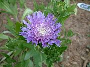 lilac Cornflower Aster, Stokes Aster  photo
