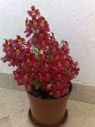 қызыл Schizanthus (Shizantus) Бақша Гүлдер фото