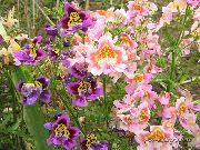 ვარდისფერი ღარიბი ადამიანის ორქიდეა, პეპელა ყვავილი ბაღის ყვავილები ფოტო
