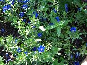 bilde Blå Pimpernel Blomst
