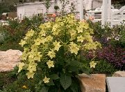 geltonas Žydėjimo Tabako Sodo Gėlės nuotrauka