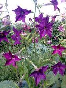 пурпурен Цъфтежа На Тютюн Градински цветя снимка