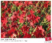 rood Bloeiende Tabak Tuin Bloemen foto