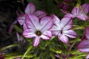 lilac Flowering Tobacco  photo
