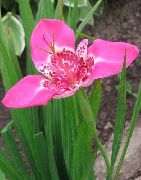рожевий Тігрідія Садові Квіти фото