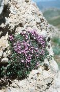      () , Thymus cilicicus.   