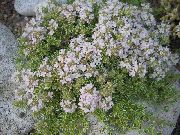 bílá Zahrada Tymián, Angličtina Tymián, Společné Tymián Zahradní květiny fotografie