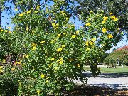 žuti Suncokret Stablo, Stablo Nevena, Divlji Suncokret, Meksički Suncokret Vrt Cvijeće foto