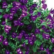 фіолетовий Торенія Садові Квіти фото