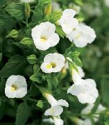 alb Floare Clovn, Floare Claviculă  fotografie