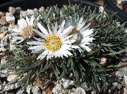 бял Townsendia, Великден Маргаритка Градински цветя снимка