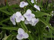 valkoinen Virginia Spiderwort, Naisen Kyyneleet Puutarhan Kukat kuva