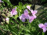 ვარდისფერი ვირჯინიის Spiderwort, ლედი ცრემლები ბაღის ყვავილები ფოტო