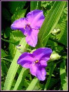 liila Virginia Spiderwort, Naisen Kyyneleet Puutarhan Kukat kuva