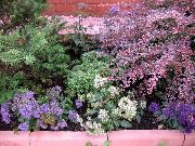 紫丁香 Throatwort 园林花卉 照片