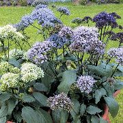 světle modrá Throatwort Zahradní květiny fotografie