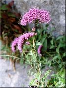 ვარდისფერი Throatwort ბაღის ყვავილები ფოტო