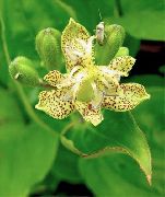 žlutý Ropucha Lily Zahradní květiny fotografie
