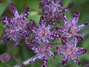 пурпурен Жаба Лилия Градински цветя снимка