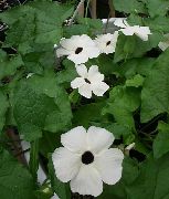fénykép fehér Virág Fekete Szeme Susan