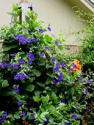 синій Тунбергия Садові Квіти фото