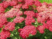 rood Duizendblad, Staunchweed, Bloedige, Woundwort Thousandleaf, Soldaat Tuin Bloemen foto
