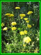 yellow Yarrow, Milfoil, Staunchweed, Sanguinary, Thousandleaf, Soldier's Woundwort Garden Flowers photo