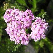 ვარდისფერი Yarrow, Milfoil, Staunchweed, Sanguinary, Thousandleaf, ჯარისკაცის Woundwort ბაღის ყვავილები ფოტო