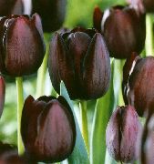 შინდისფერი Tulip ბაღის ყვავილები ფოტო