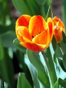 nuotrauka oranžinis žiedas Tulpė