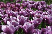 violetinė Tulpė Sodo Gėlės nuotrauka