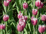 ვარდისფერი Tulip ბაღის ყვავილები ფოტო