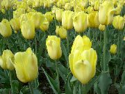 fotografie žlutý Květina Tulipán