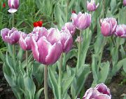 lilás Tulipa Flores do Jardim foto