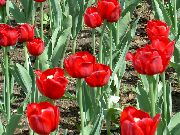 foto vermelho Flor Tulipa