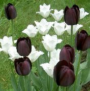 fotografija črna Cvet Tulipan