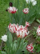 rosso Tulipano Fiori del giardino foto