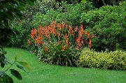 vermelho Watsonia, Lírio Bugle Flores do Jardim foto