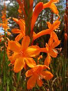 oranžový Watsonia, Polnice Lilie Zahradní květiny fotografie