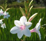 白 Watsonia，喇叭百合 园林花卉 照片