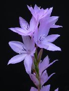 lilás Watsonia, Lírio Bugle Flores do Jardim foto