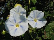 weiß Winde, Blaue Dämmerung Blumen  foto