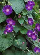 violet Gloria Dimineață, Floare Albastra Zori  fotografie