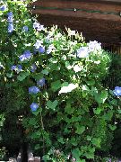 luz azul Corriola, Flor Azul Do Alvorecer  foto