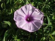 紫丁香 牵牛花，蓝晓花  照片