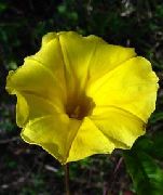 geltonas Morning Glory, Mėlyna Gėlė Aušros Sodo Gėlės nuotrauka